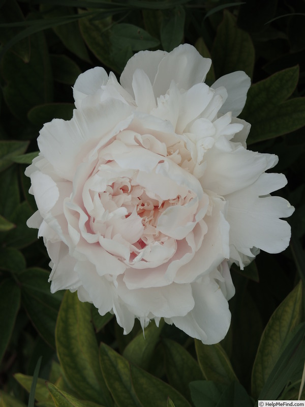 'Elise Renault' peony, click to enlarge 'Elise Renault' peony photo