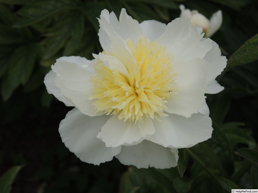 'Honey Gold' peony photo