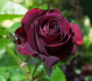 'Katie's Rose (floribunda, Horner, 2012)' rose photo