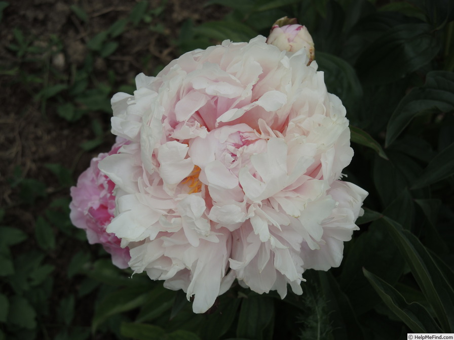 'Ensign Moriarty' peony photo