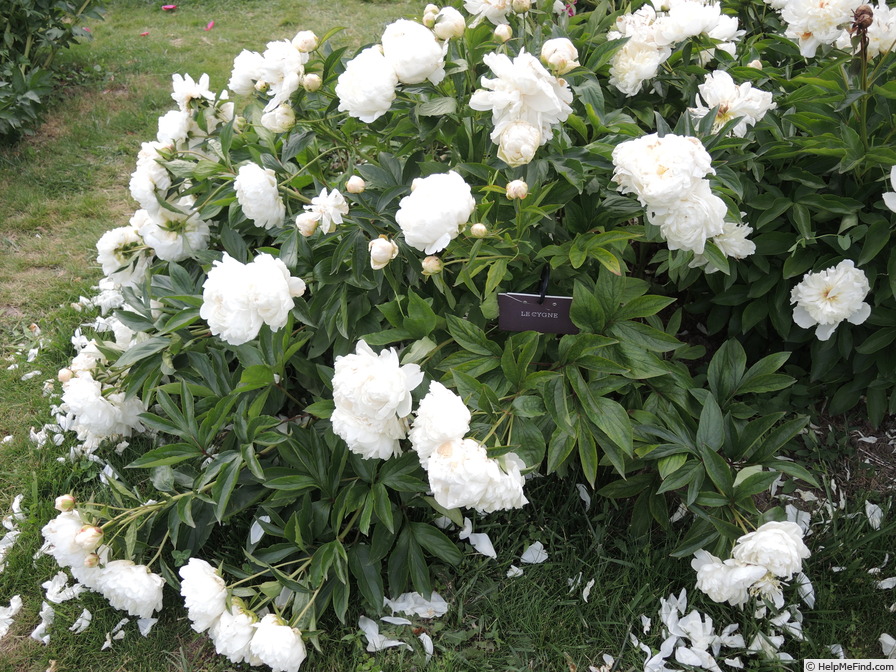 'Le Cygne' peony photo