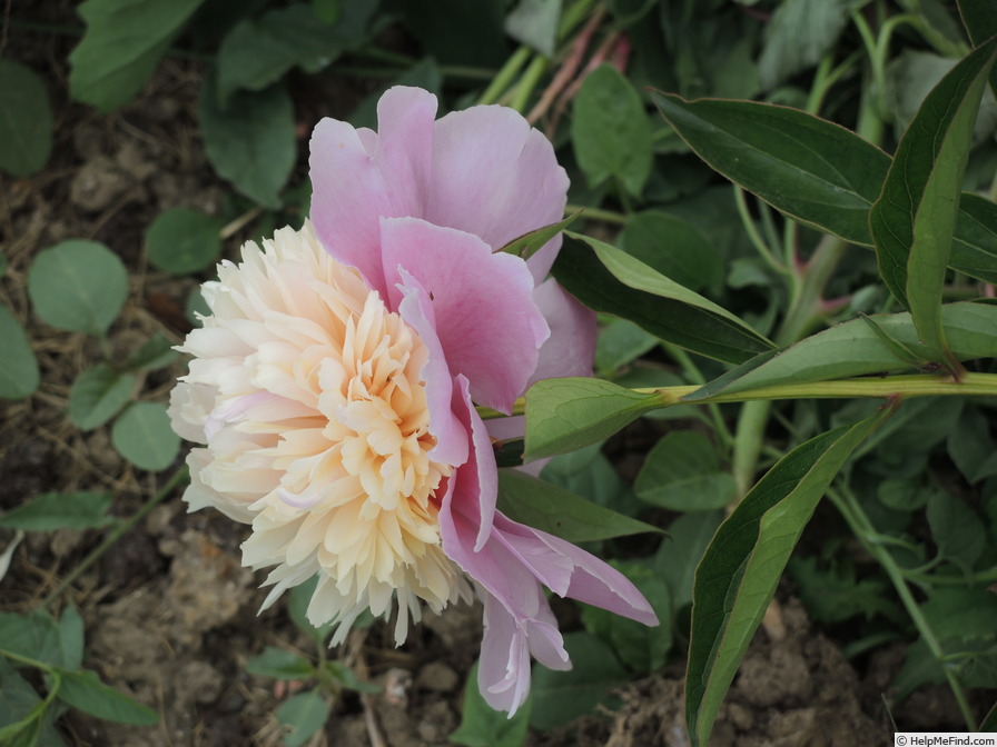 'Gloire de Charles Gombault' peony photo