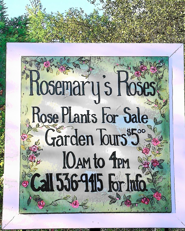 'Rosemary's Roses'  photo