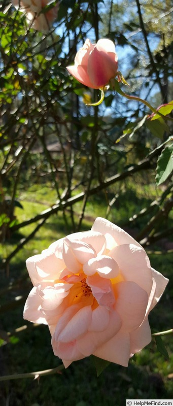 'Aussie Sixer' rose photo