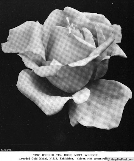 'Nita Weldon' rose photo