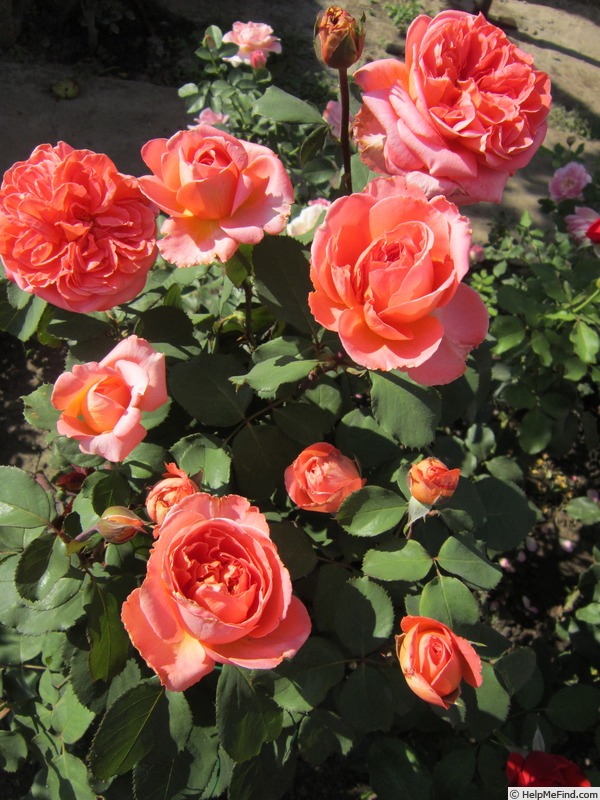 'René Goscinny ®' rose photo