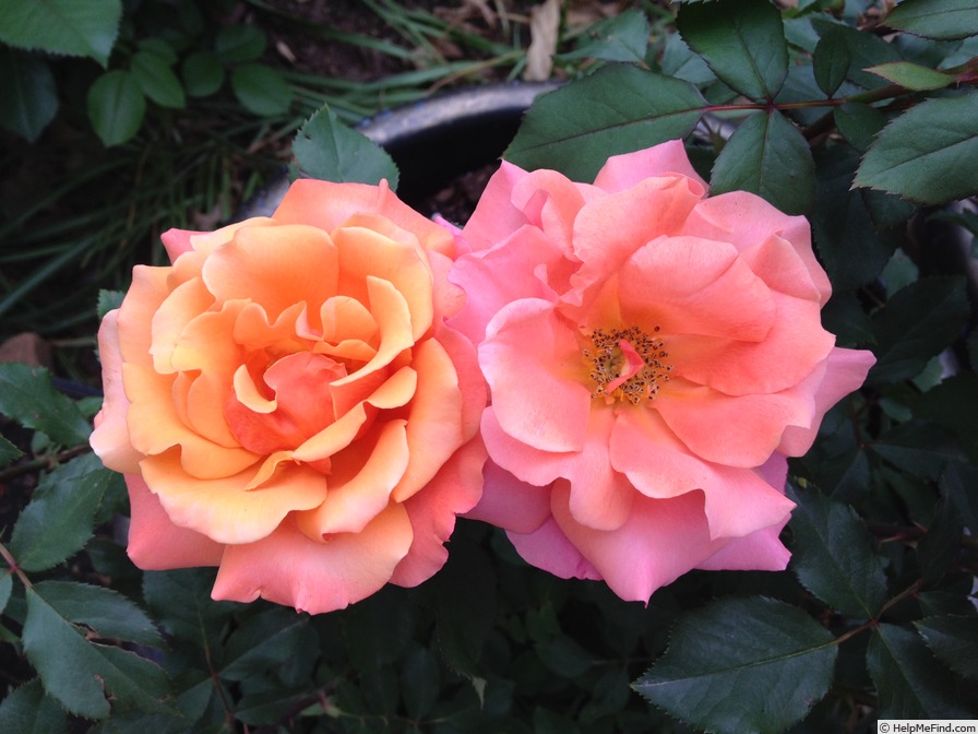 'Tuscan Sun ™' rose photo