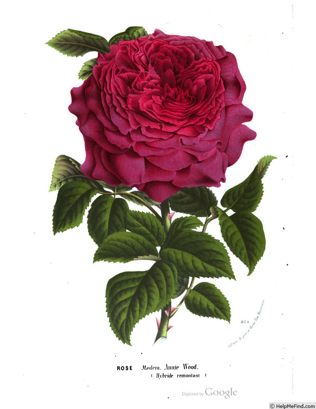 'Mademoiselle Annie Wood' rose photo