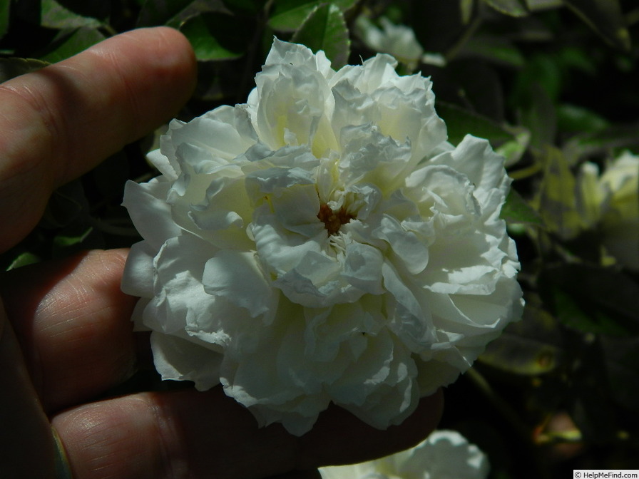 'Fortuniana' rose photo
