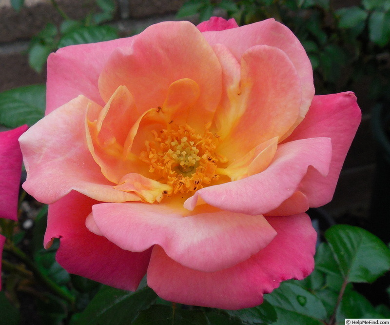 'Polynesian Punch' rose photo