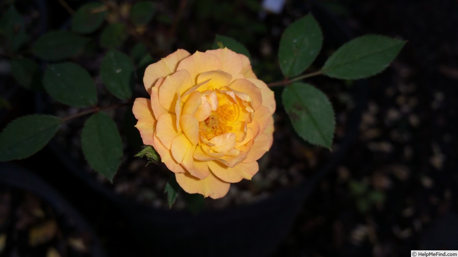 'Homesteader' rose photo