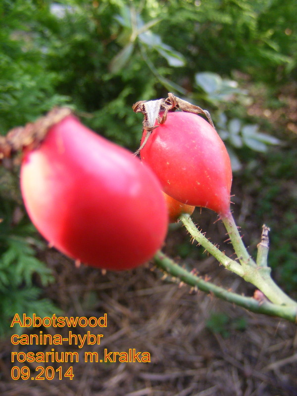 'Abbotswood' rose photo