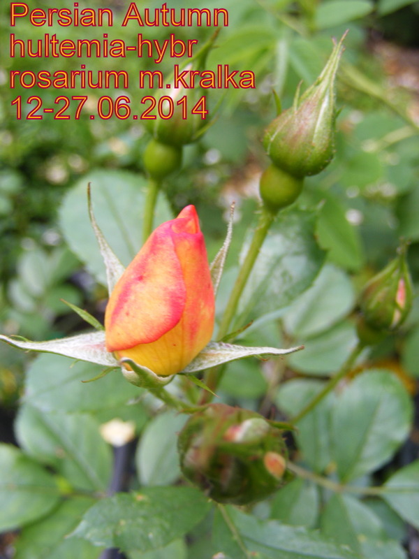 'Persian Autumn' rose photo