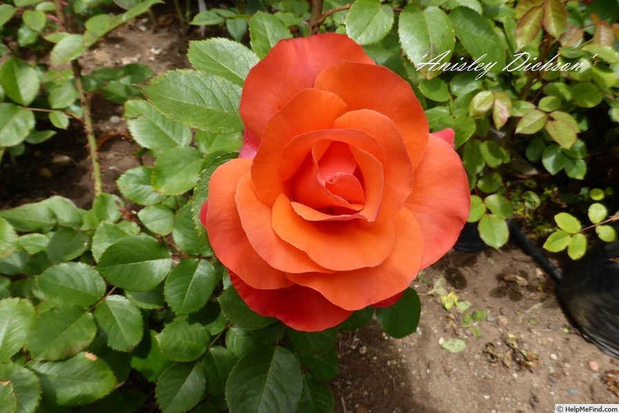 'Anisley Dickson' rose photo