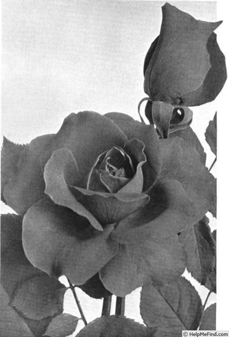 'Bloomfield Progress' rose photo