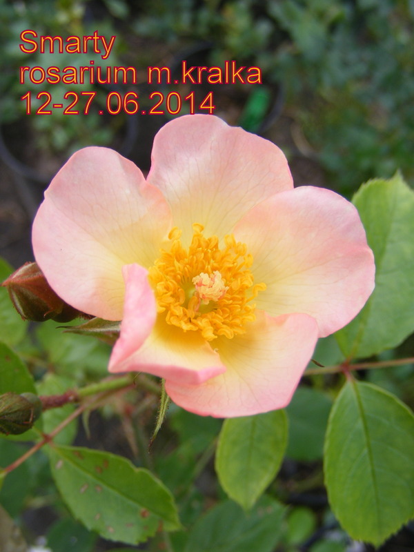 'Smarty ® (shrub, Ilsink 1977)' rose photo