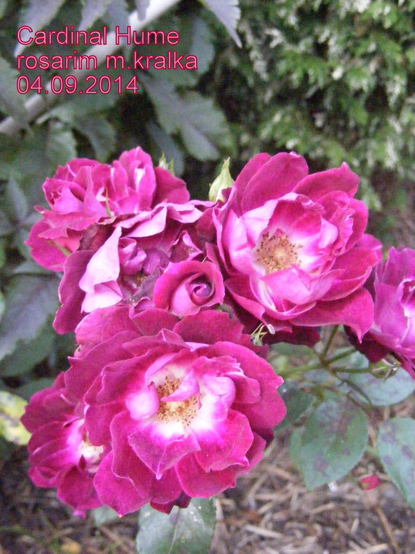 'Cardinal Hume ® (Shrub, Harkness 1982)' rose photo
