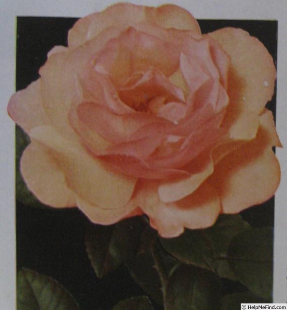 'Buff King' rose photo