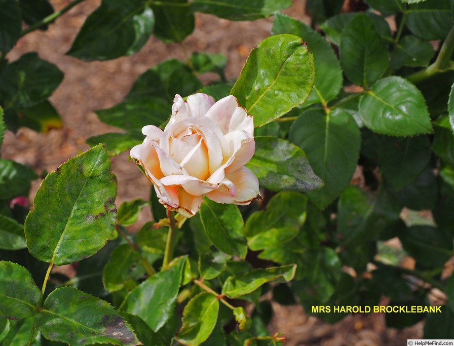 'Mrs. Harold Brocklebank' rose photo