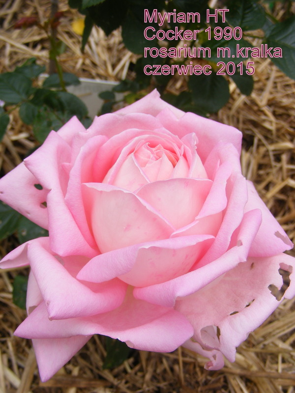 'Myriam ® (hybrid tea, Cocker 1990)' rose photo