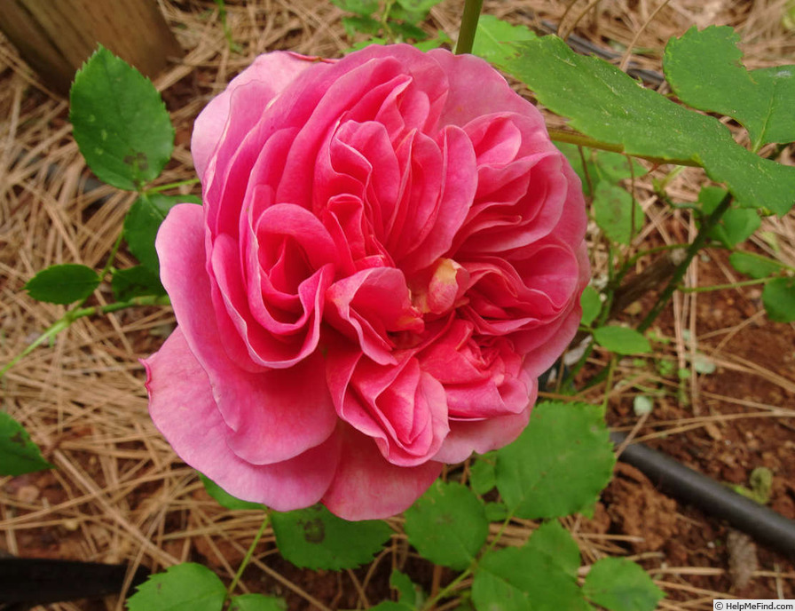 'Boscobel ® (shrub, Austin 2012)' rose photo