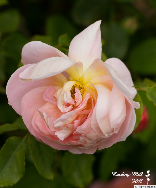 'Carding Mill ™' rose photo