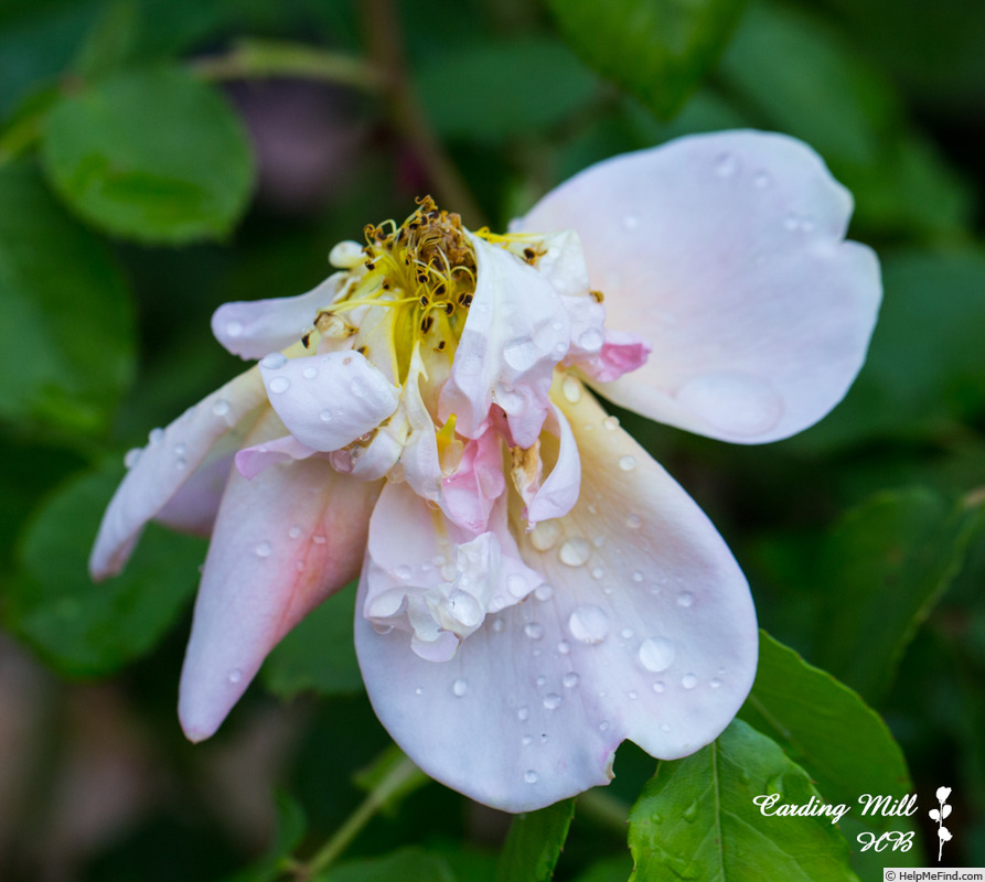 'Carding Mill ™' rose photo