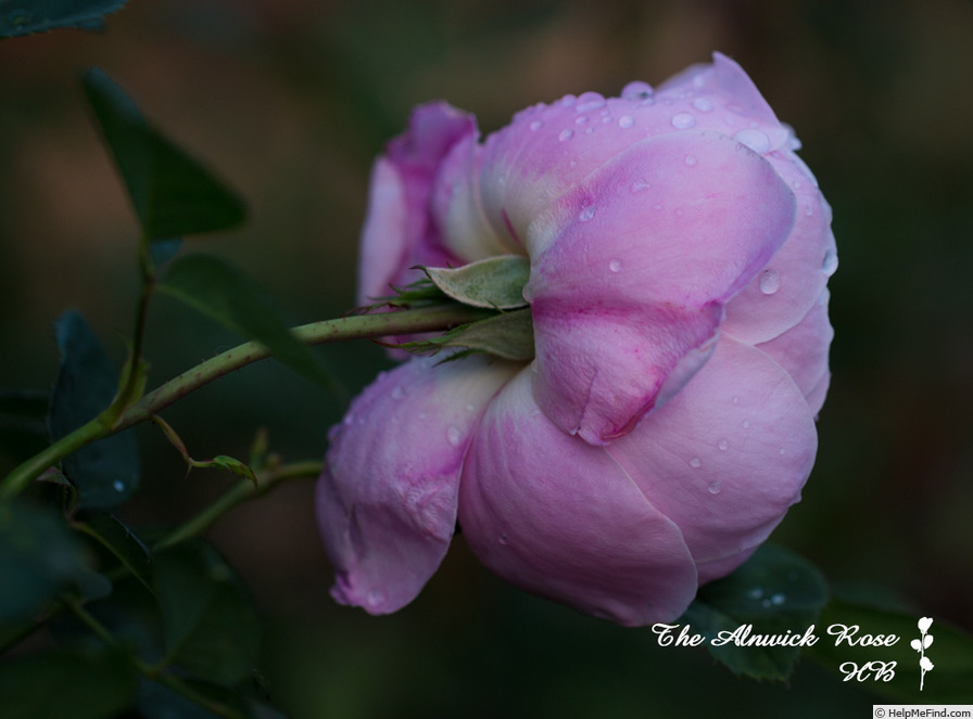 'The Alnwick Rose' rose photo