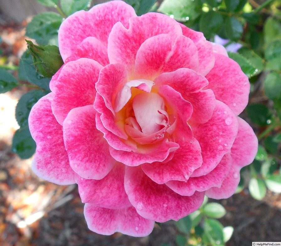 'MACbigma' rose photo