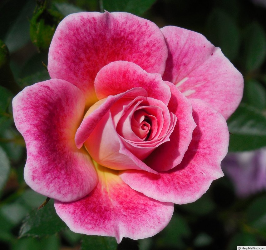 'Redhot' rose photo