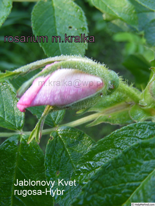 'Jablonovy kvet' rose photo
