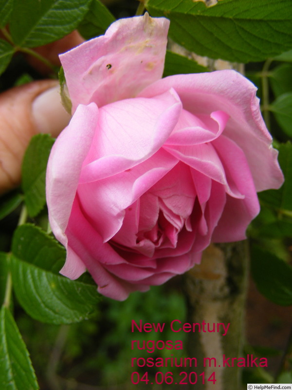 'New Century' rose photo