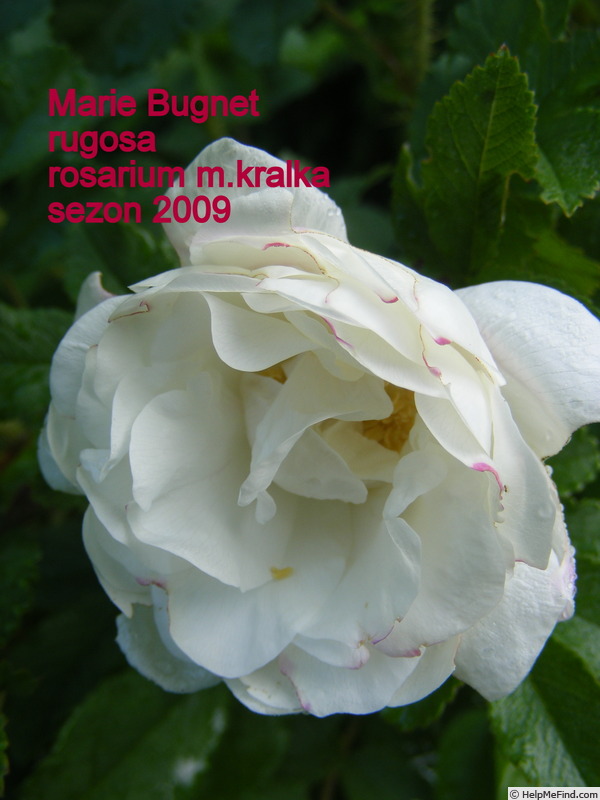 'Marie Bugnet' rose photo