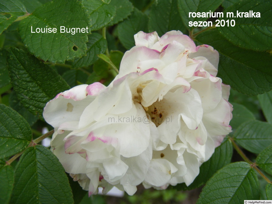 'Louise Bugnet' rose, click to enlarge 'Louise Bugnet' rose photo