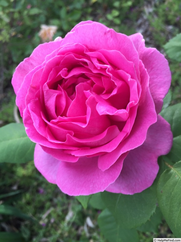 'Doctor O'Donel Browne' rose photo
