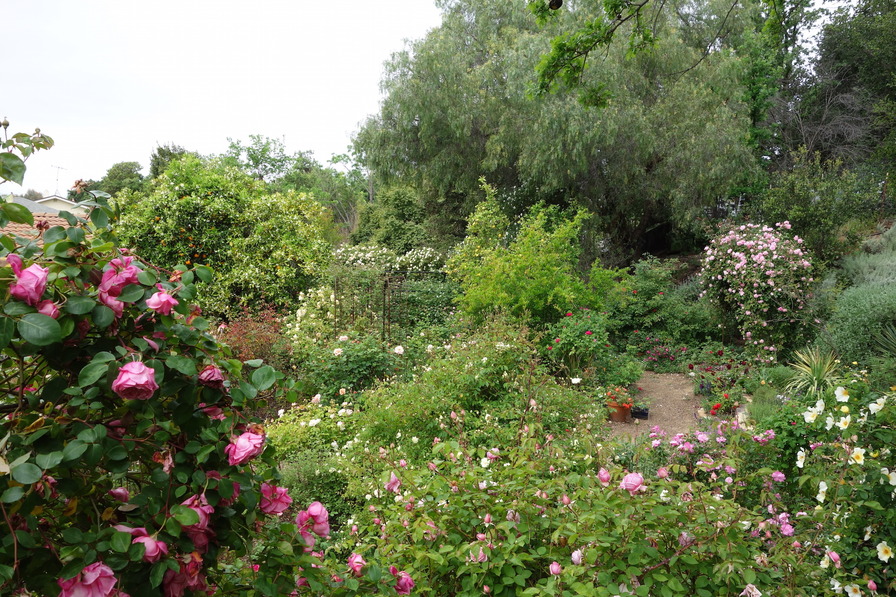 'Catspa's Livermore Garden'  photo