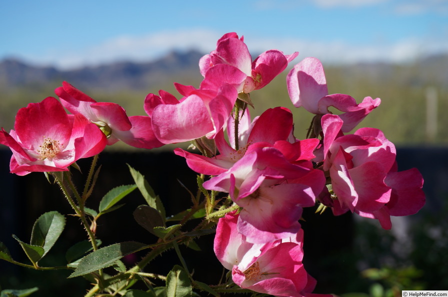 'Bukavu (Hybrid Musk, Lens 1998)' rose photo