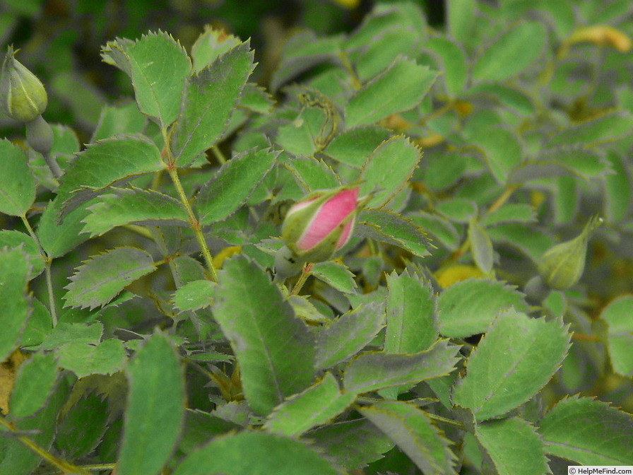 'IHTXLB Fed' rose photo