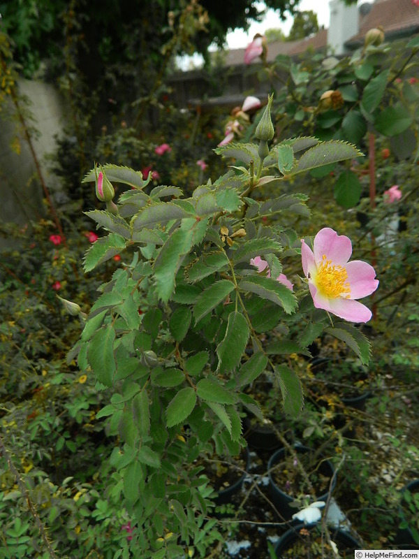 'IHTXLB Fed' rose photo