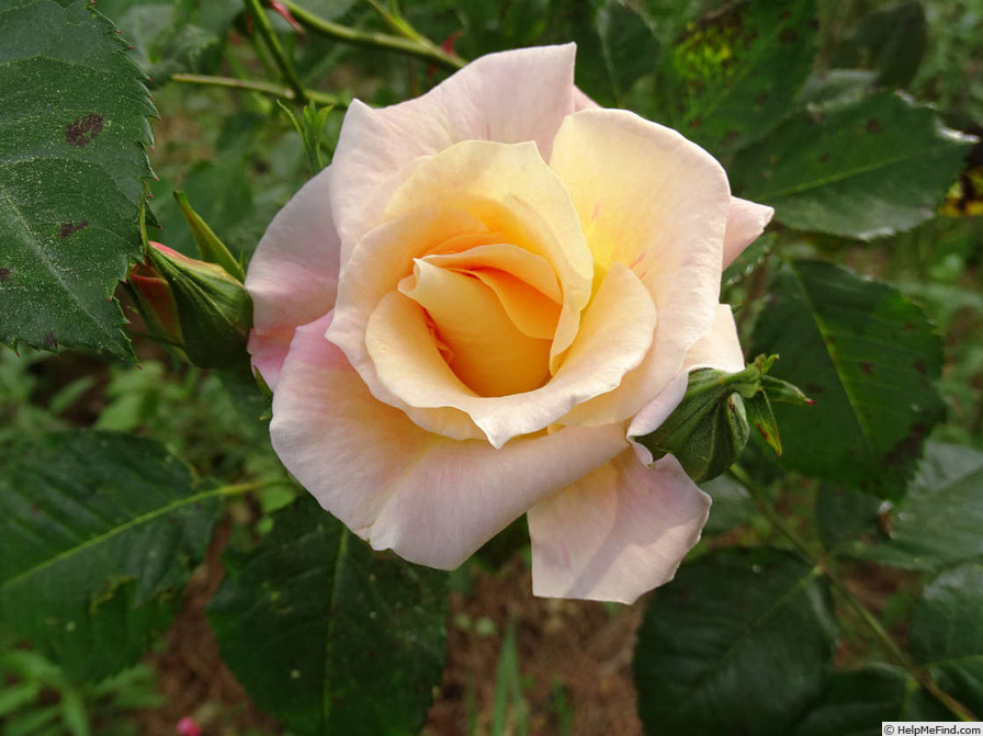 'Jan's Wedding' rose photo