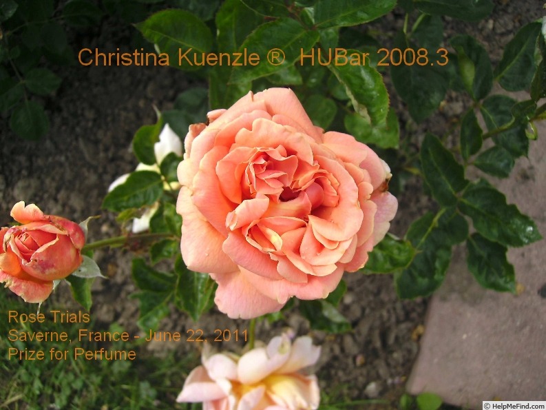 'Christina Kuenzle ®' rose photo