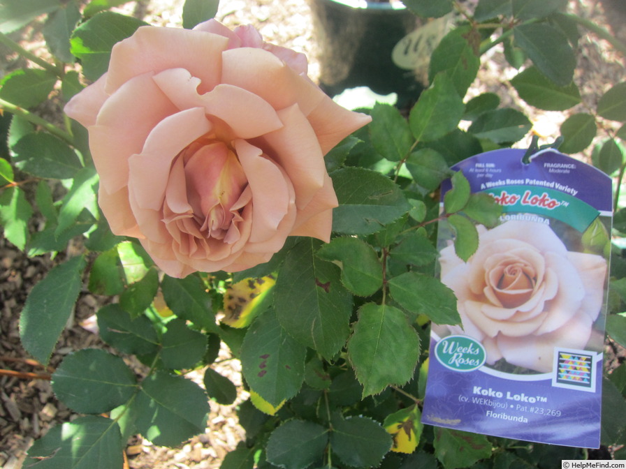 'Koko Loco (floribunda, Bedard, 2010)' rose photo
