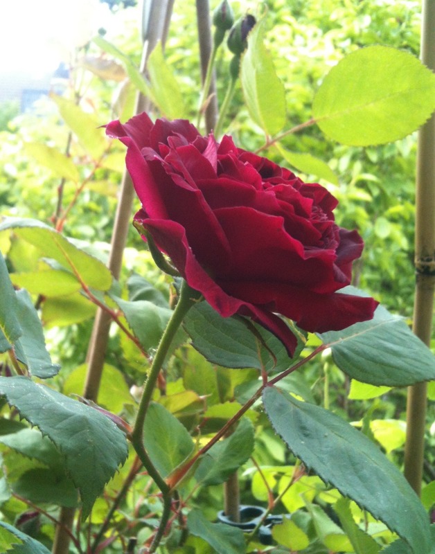 'Lord Charlemont' rose photo