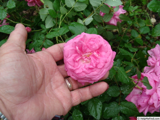 'E2804' rose photo
