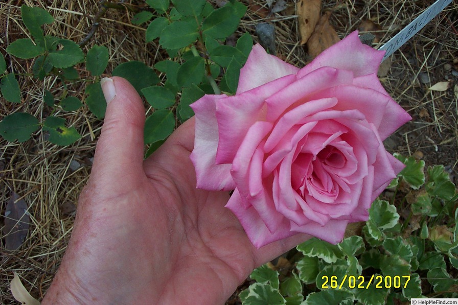 'Briarcliff' rose photo