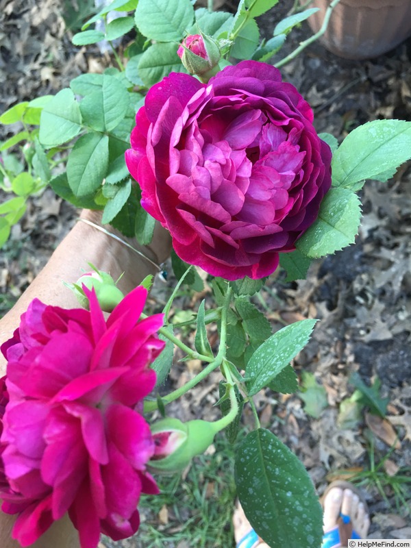 'Falstaff' rose photo