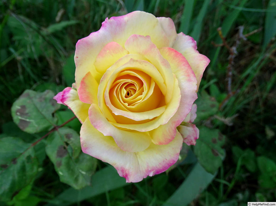'Flaming Beauty' rose photo