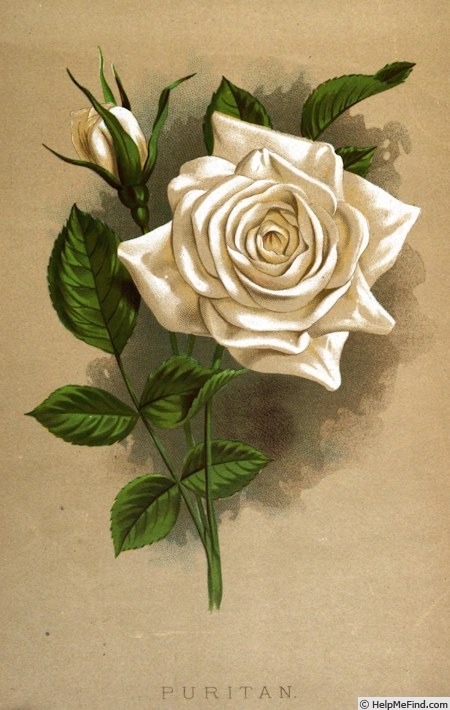 'The Puritan (hybrid tea, Bennett, 1886)' rose photo