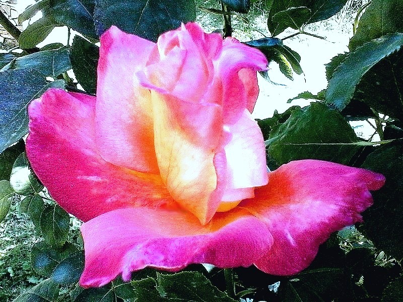 'Starion ® (hybrid tea, Dorieux before 1987)' rose photo