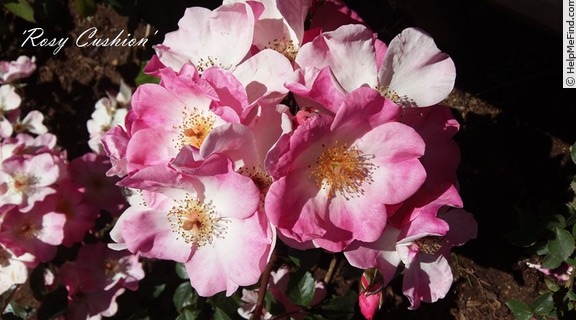 'Rosy Cushion ®' rose photo
